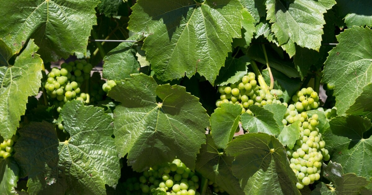 A furmint: Tokaj legfontosabb szőlőfajtája