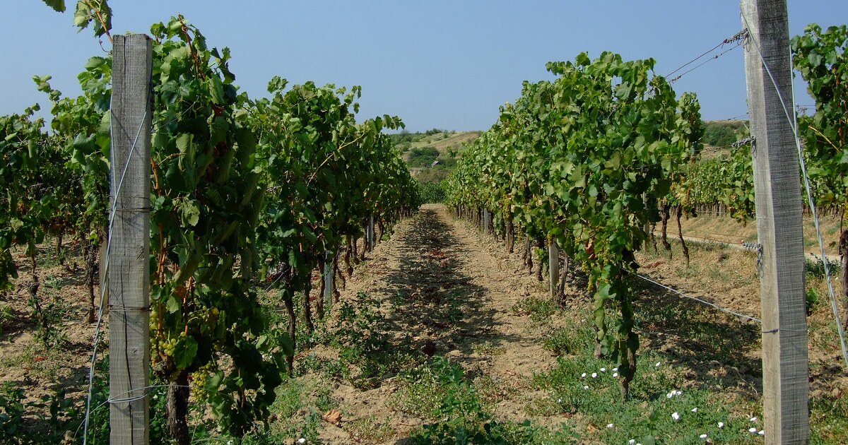 Hárslevelű: Tokaj második nagy szőlőfajtája