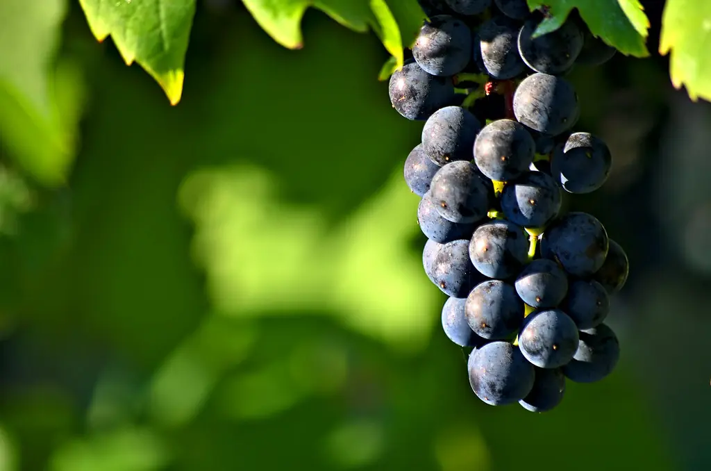 Kövérszőlő és Kabar: Tokaj elfeledett szőlőfajtái