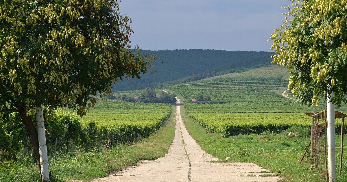 Sárgamuskotály: Tokaj illatos, harmadik nagy szőlőfajtája