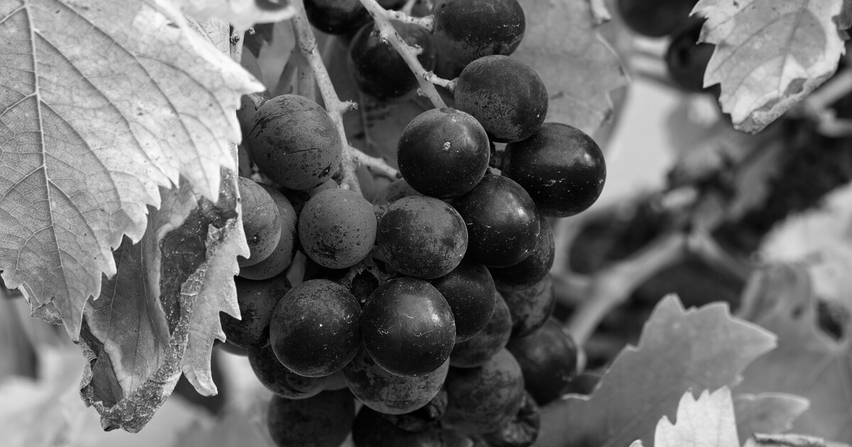 Tokaji borok tárolása és érlelése: mire figyelj otthon