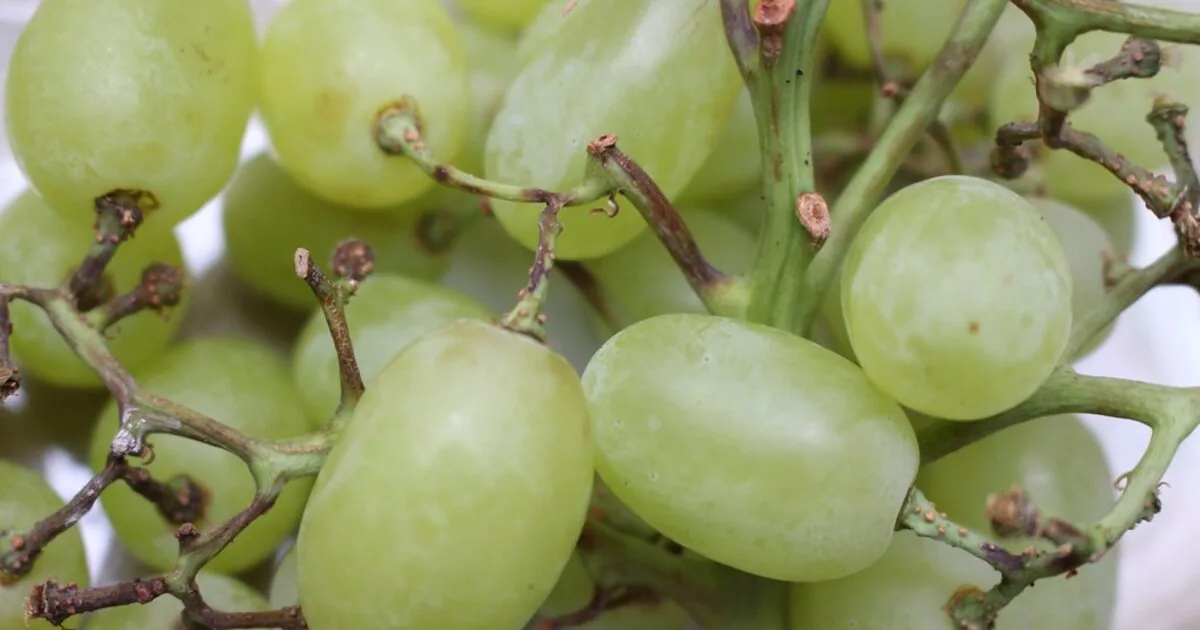Tokaji évjáratok: mitől lesz jó egy év, és hogyan válassz évjárat szerint